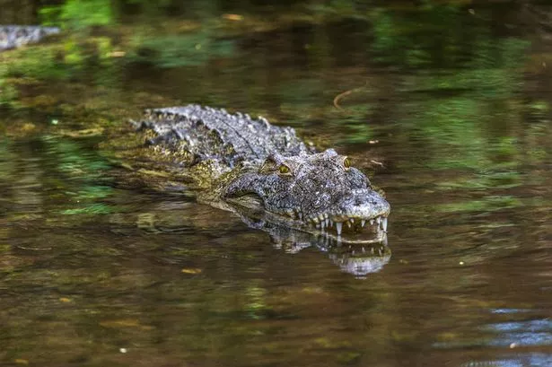 Most crocodiles carry their young in their mouths