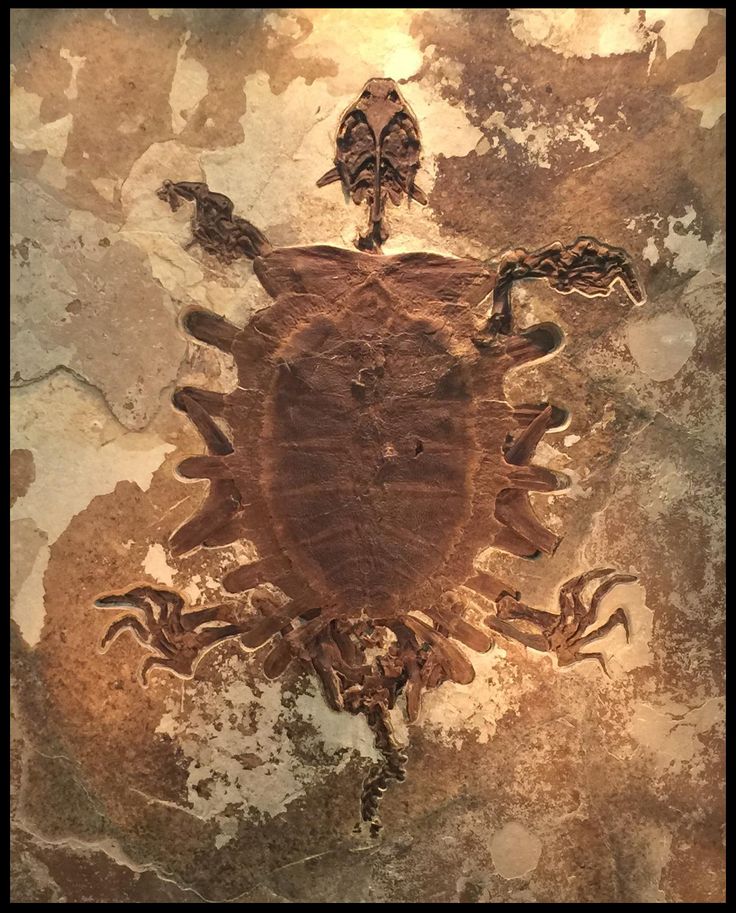 Rare fossil turtle from the Green River Formation, SW Wyoming. 50 million years old - Eocene Period. This turtle is 5'-2"… | Fossil art, Dinosaur fossils, Fossils