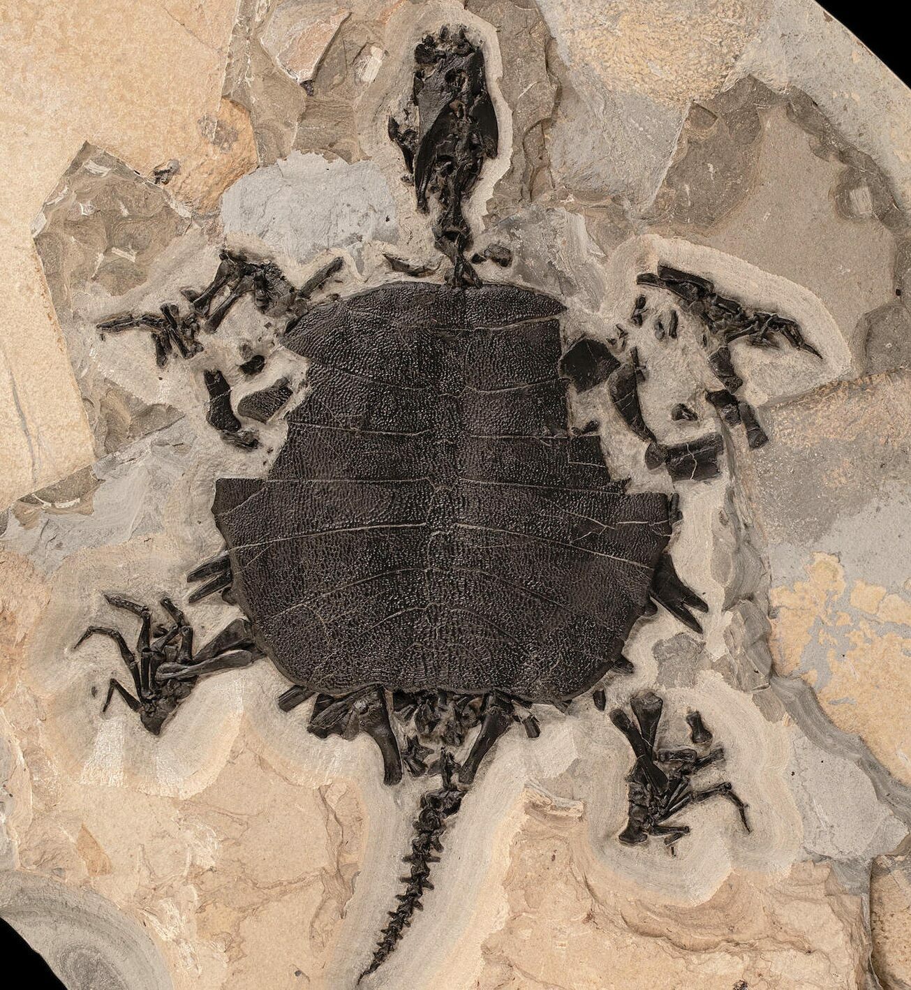 Incredible, 30" Fossil Turtle (Apalone) - Green River Formation (#122208) For Sale - FossilEra.com