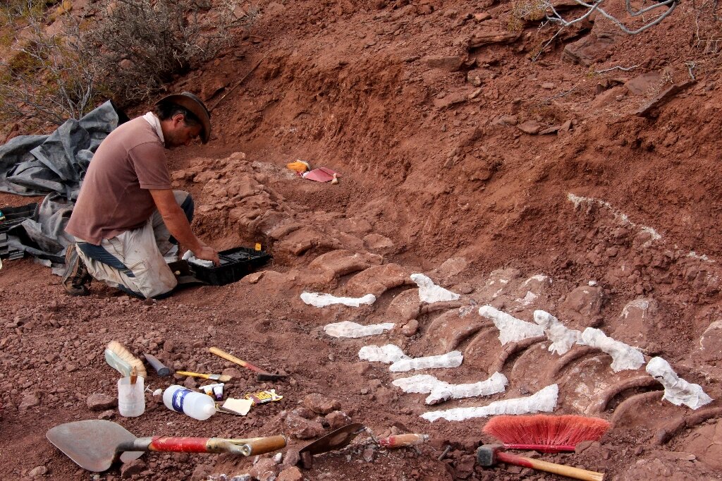 Gigantic dinosaur unearthed in Argentina could be largest land animal ever