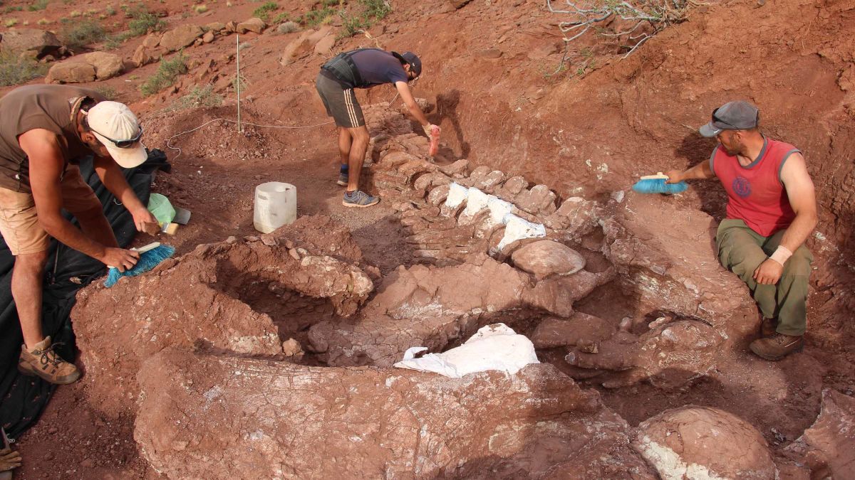 Titanosaur: Dinosaur fossils found in Argentina could belong to the world's largest ever creature | CNN