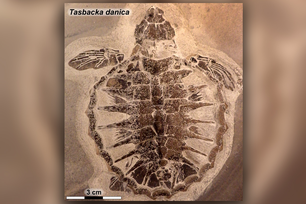 54-Million-Year-Old Baby Sea Turtle Had Built-In Sunscreen | Live Science