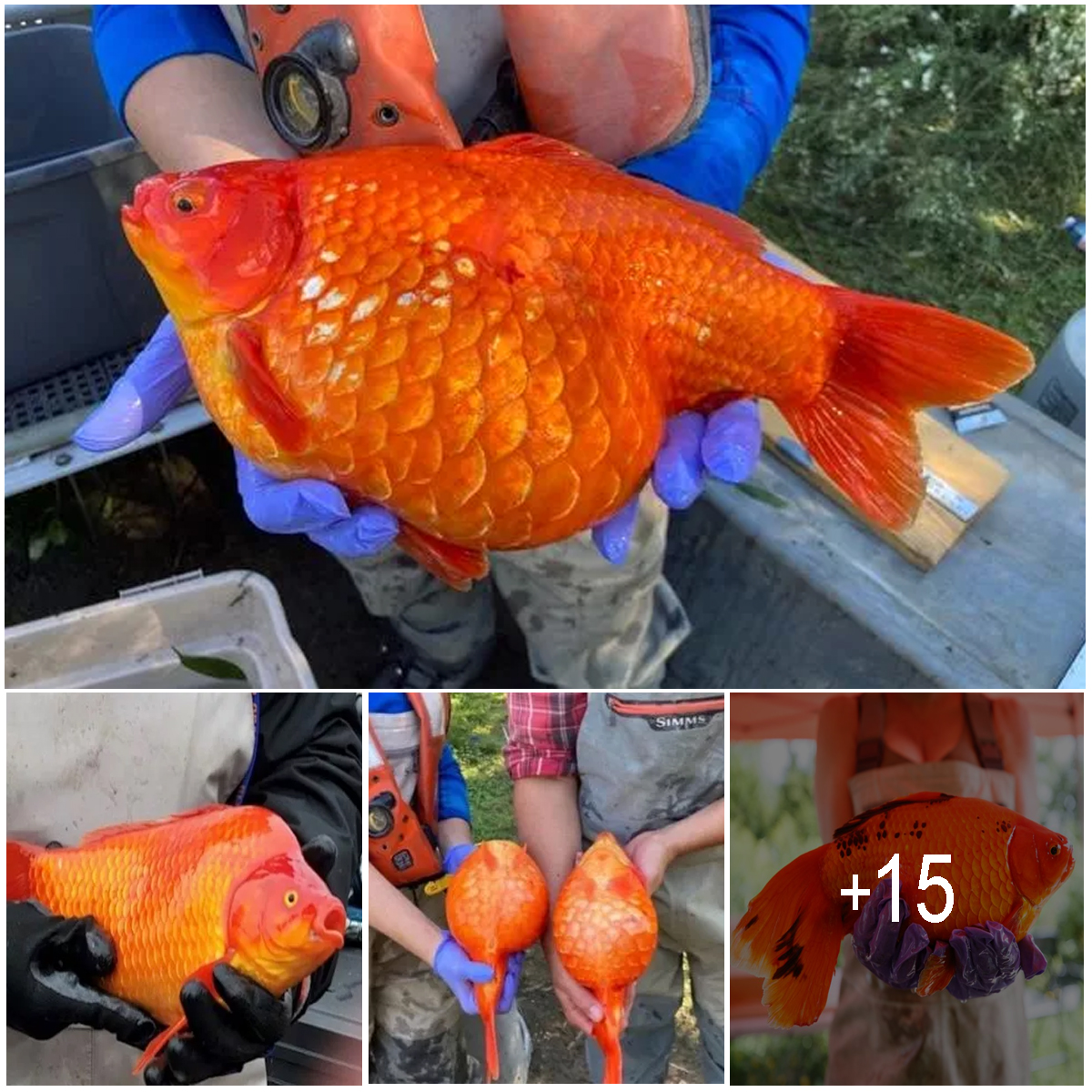 gangster-goldfish-cloning-themselves-in-takeover-after-pets-released