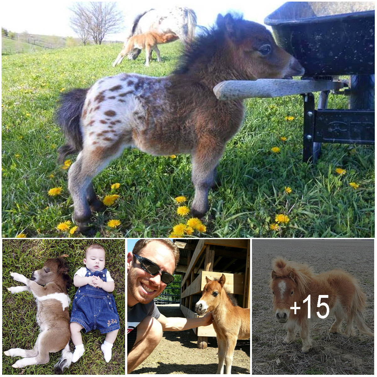 Adorable Miniature Horse – And Yes, They Are Fully Grown!