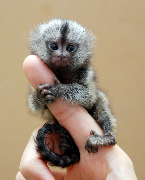 Finger Monkeys (Marmoset) Facts Animals Around The Globe, 47% OFF