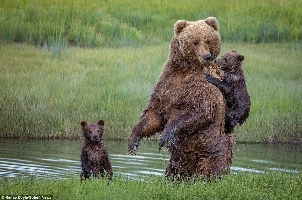 According to witness Renee Doyle from Australia, one of the cubs was incredibly reluctant in entering the narrow creek