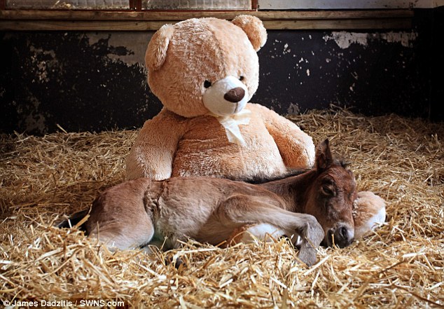 Breeze the horse was abandoned by his mother just after birth in 2013 and taken in by The Mare and Foal Sanctuary at Upcott Park in Holsworthy, north Devon. He is pictured with Buttons - the large teddy bear gifted to him that was designed to be a surrogate mother