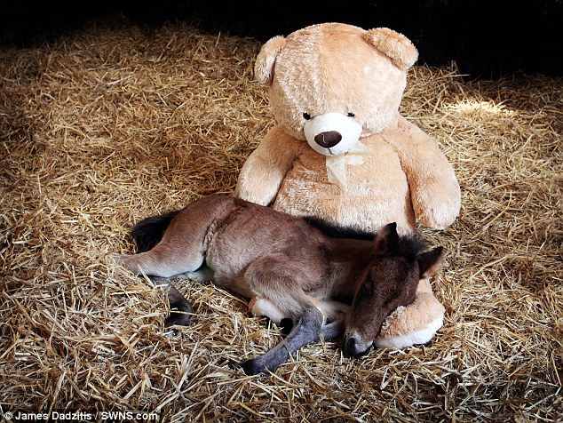 Breeze was gifted Buttons to keep him company and the two have been inseparable ever since