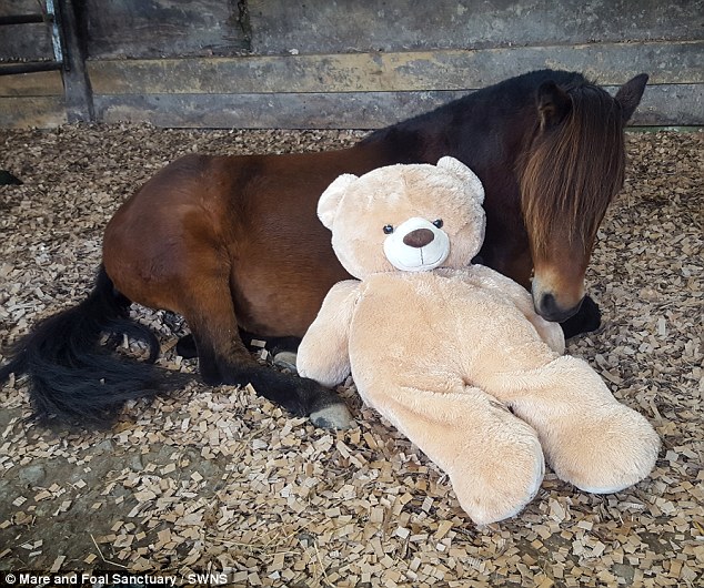 Now fresh pictures have been released showing that although Breeze is all grown-up and now bigger than teddy bear Buttons - but his loyal old friend has barely left his side (pictured)