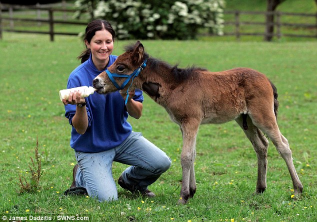 Michelle Johnson hand feeds Breeze the orphaned foal in an open field following his recovery