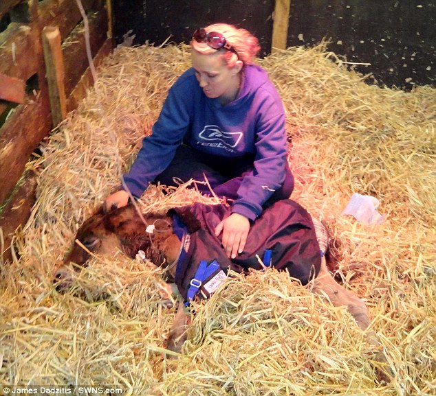 Dartmoor Hill Pony Breeze on a drip feed at the Mare and Foal Sanctuary after being rescued