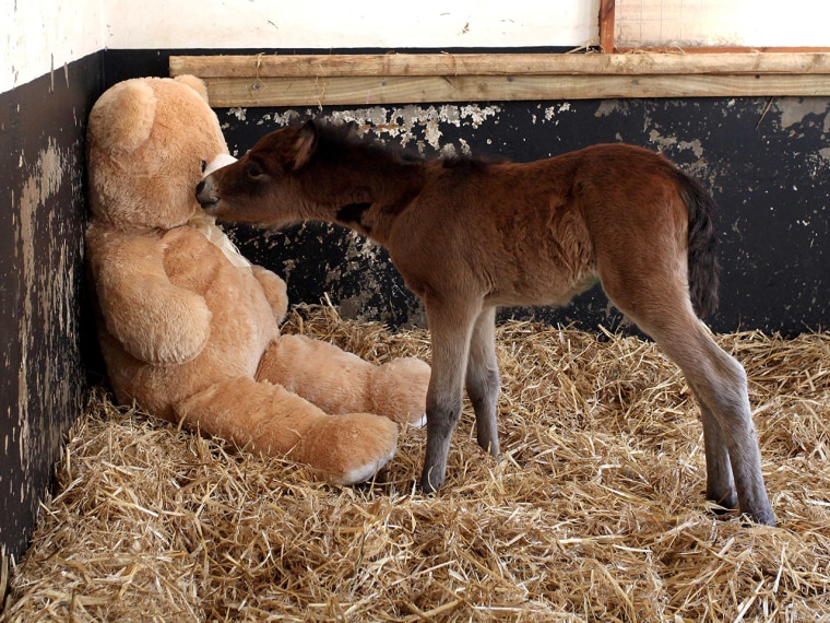 Teddy bear helps Breeze the orphaned foal to sleep, heal